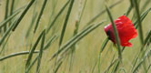 Image:  Red poppy in green field