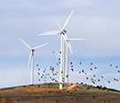 Image: Birds ilying in front of wind turbines