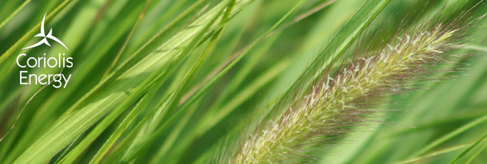 Image:  Close-up of green grass seed head blowing in wind